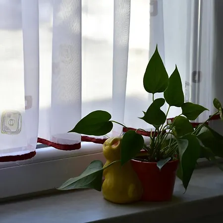 Primula Διαμέρισμα