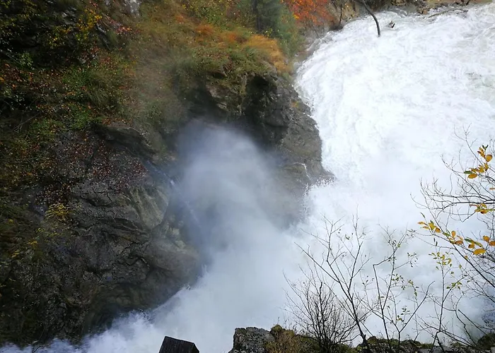 Primula Blejska Dobrava